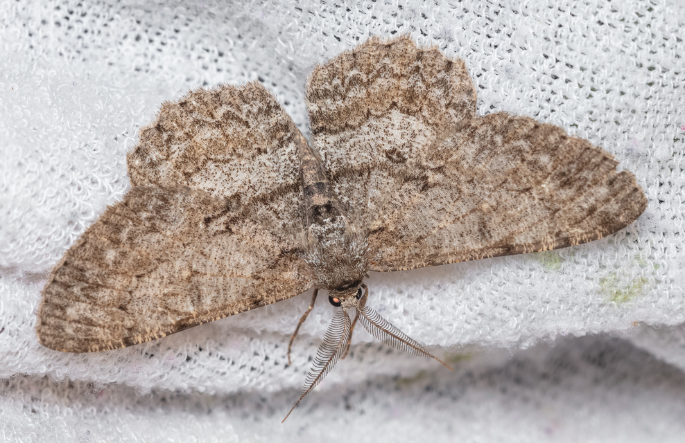 Hypomecis punctinalis - pettyes faaraszoló