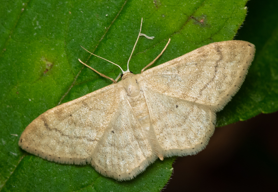 Idaea deversaria - egyszínű sávosaraszoló