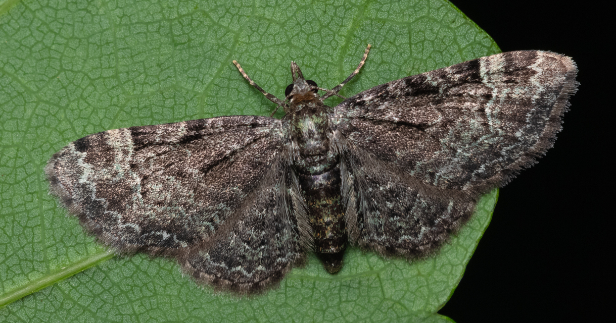 Pasiphila rectangulata - almavirág-araszoló