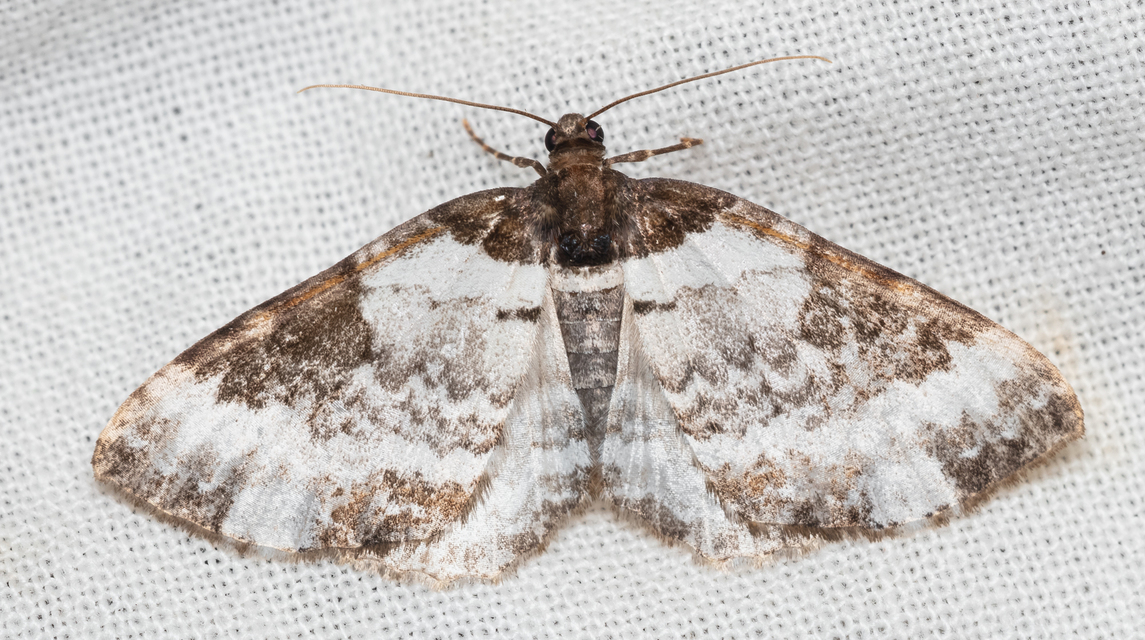 Melanthia procellata - hullámos tarkaaraszoló
