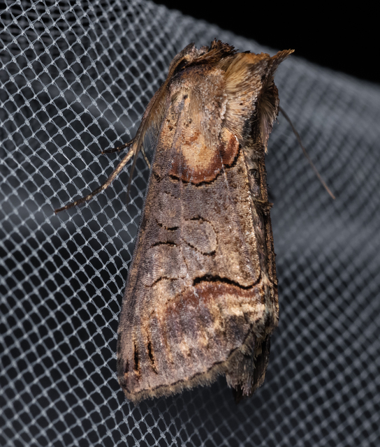 Abrostola triplasia - közönséges csalánbagoly