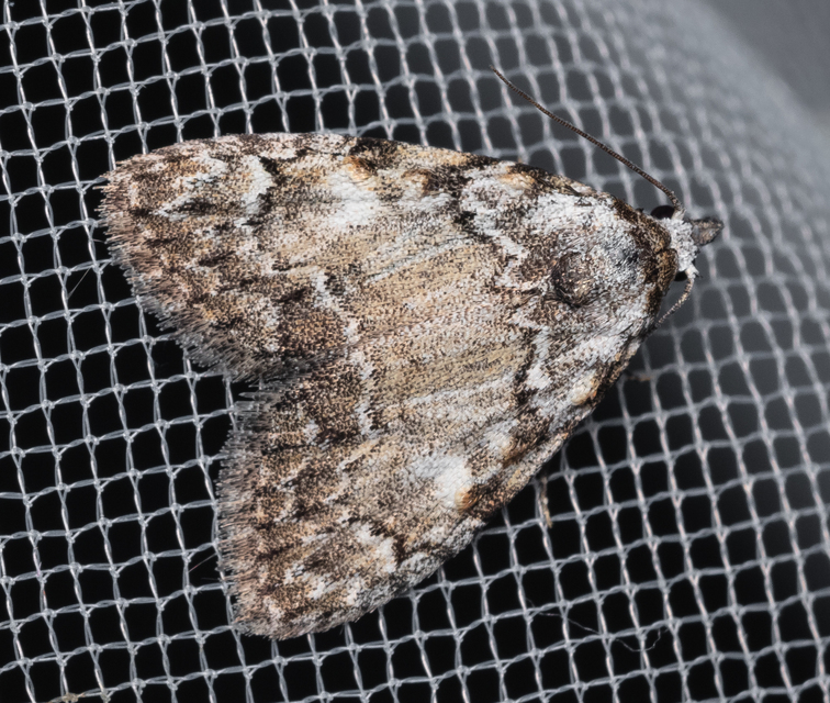 Meganola strigula - hamvas pamacsosszövő