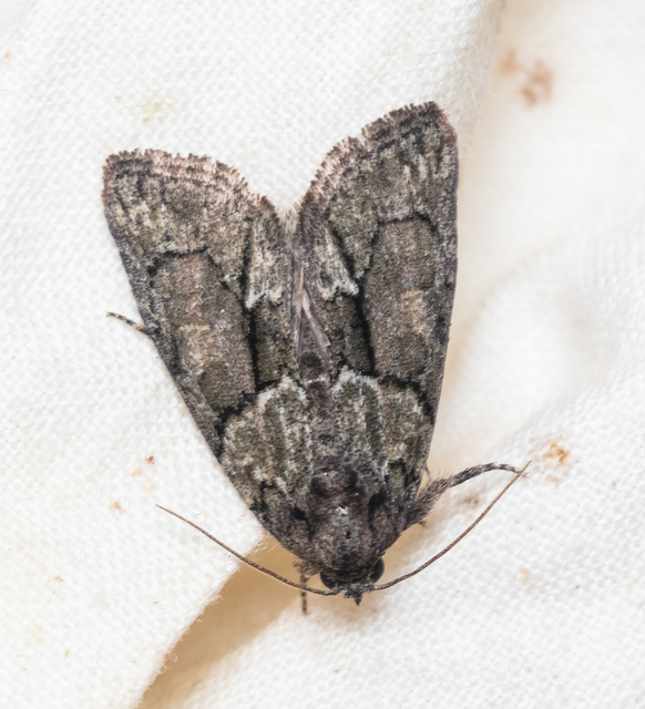 Cryphia fraudatricula - homoki zuzmóbagoly