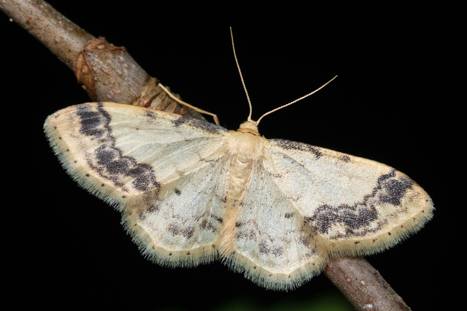 Idaea trigeminata - csúcsfoltos apróaraszoló