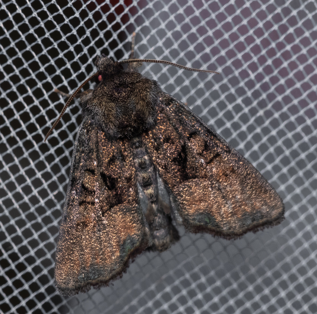 Oligia latruncula - fekete dudvabagoly