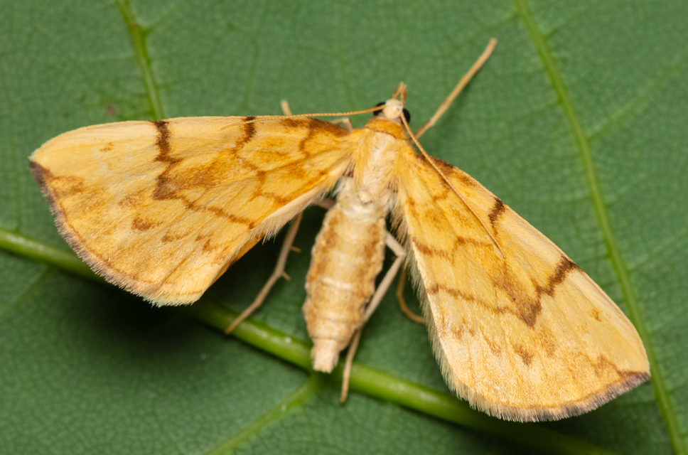 Eulithis pyraliata - sárga galajaraszoló