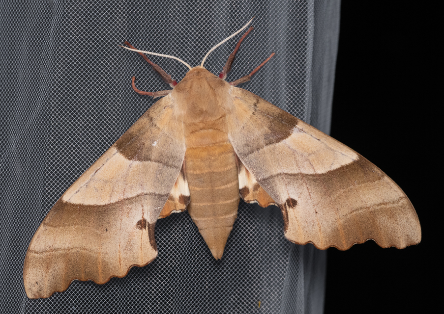 Marumba quercus - tölgyfaszender