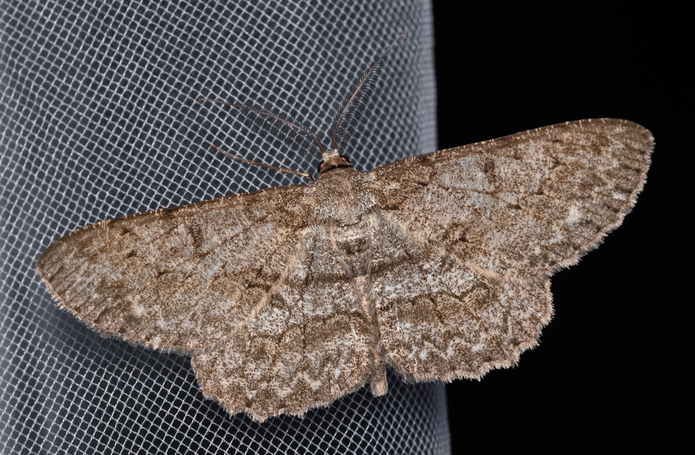 Hypomecis punctinalis - pettyes faaraszoló