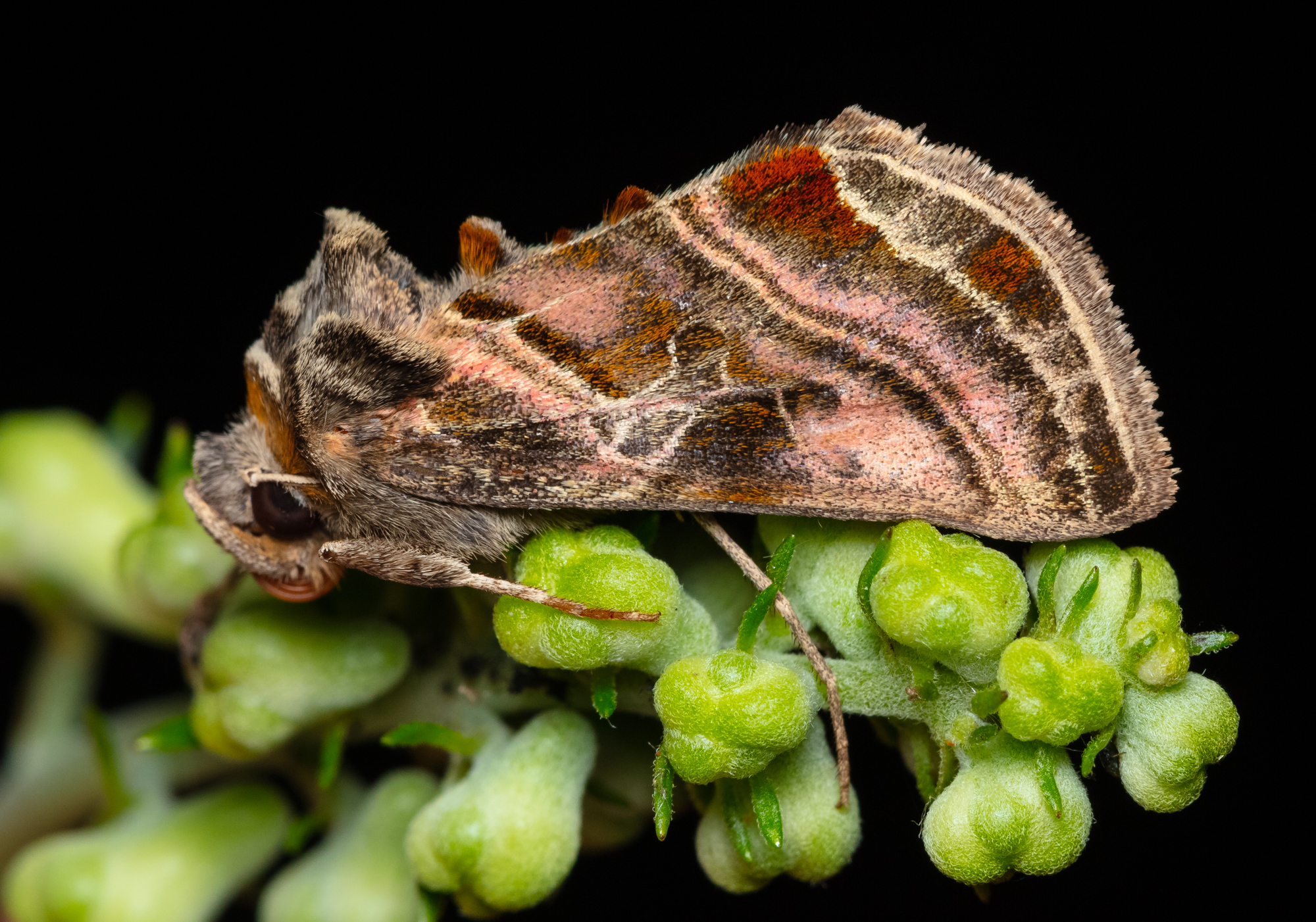 Euchalcia variabilis - sisakvirág-aranybagoly