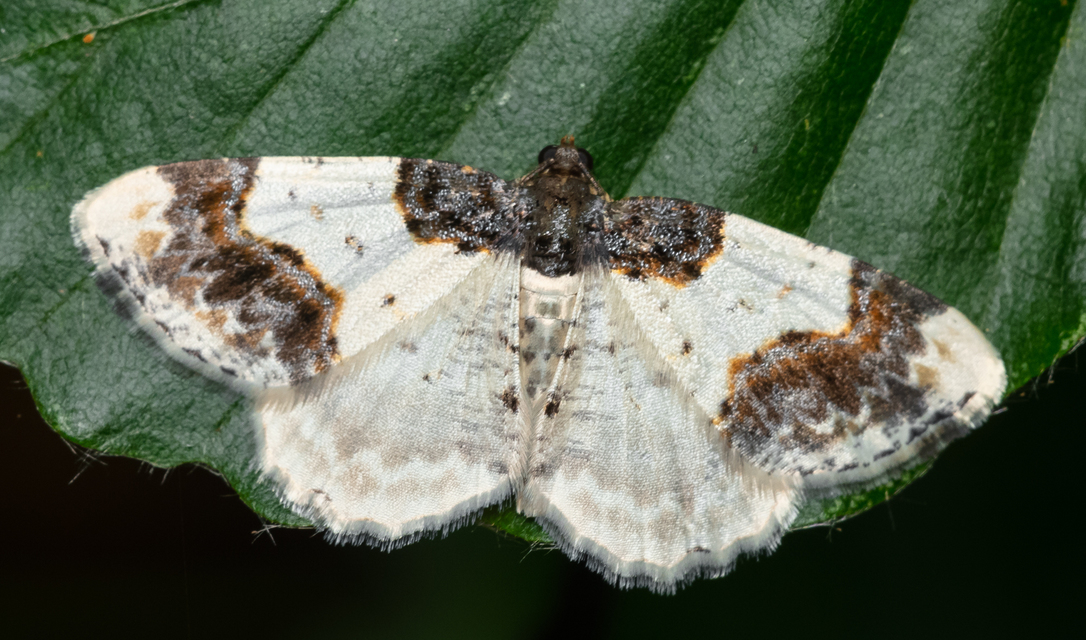 Ligdia adustata - barna levélaraszoló