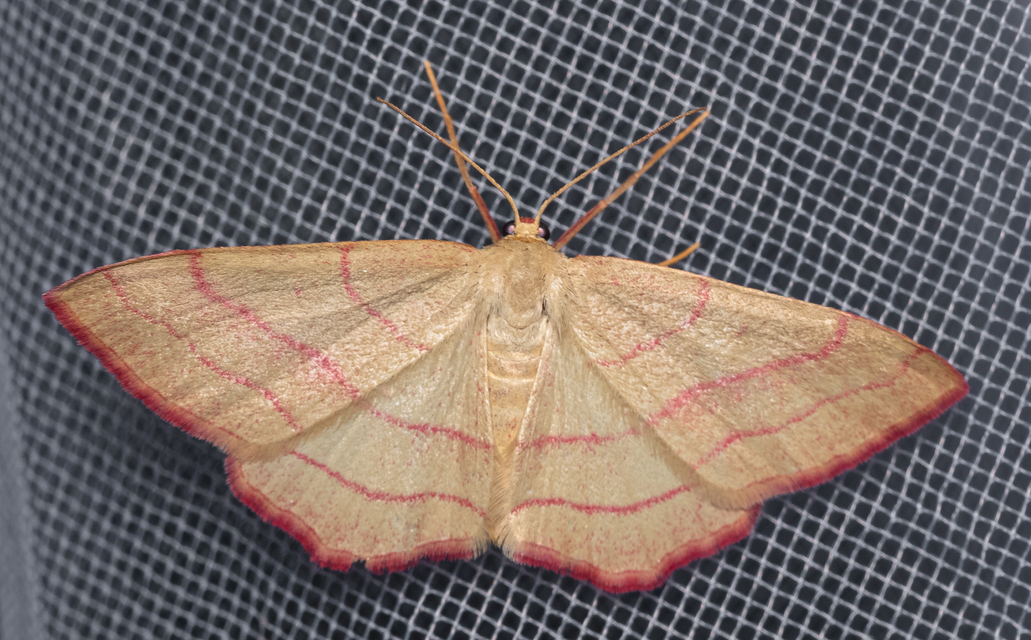Rhodostrophia vibicaria - pirosszélű araszoló