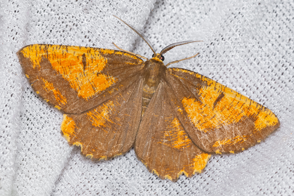 Angerona prunaria - sárga kökényaraszoló