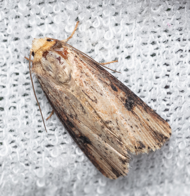 Axylia putris - vonalkás földibagoly