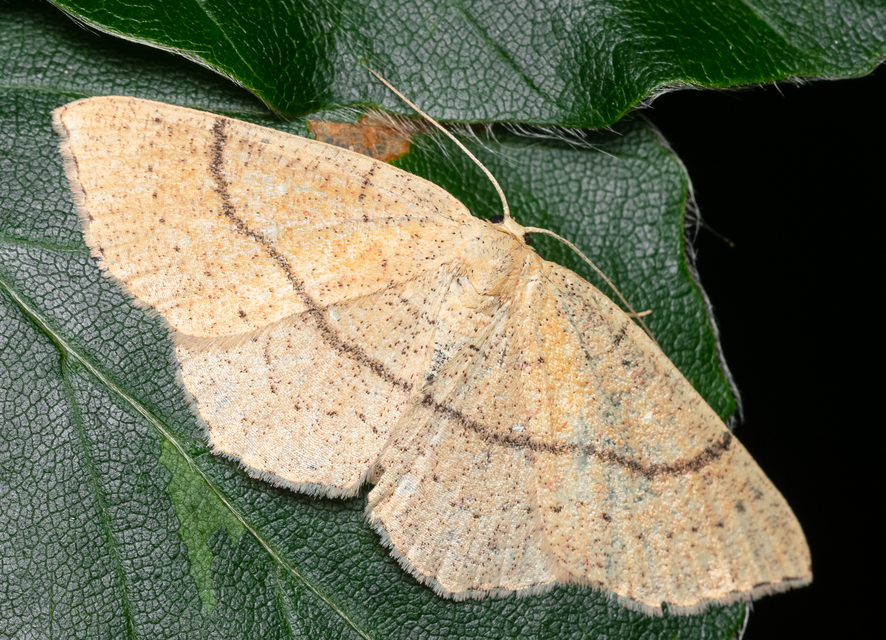 Cyclophora ruficiliaria - vörösrojtú pettyesaraszoló