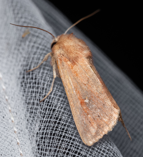 Mythimna albipuncta - fehérpettyes rétibagoly