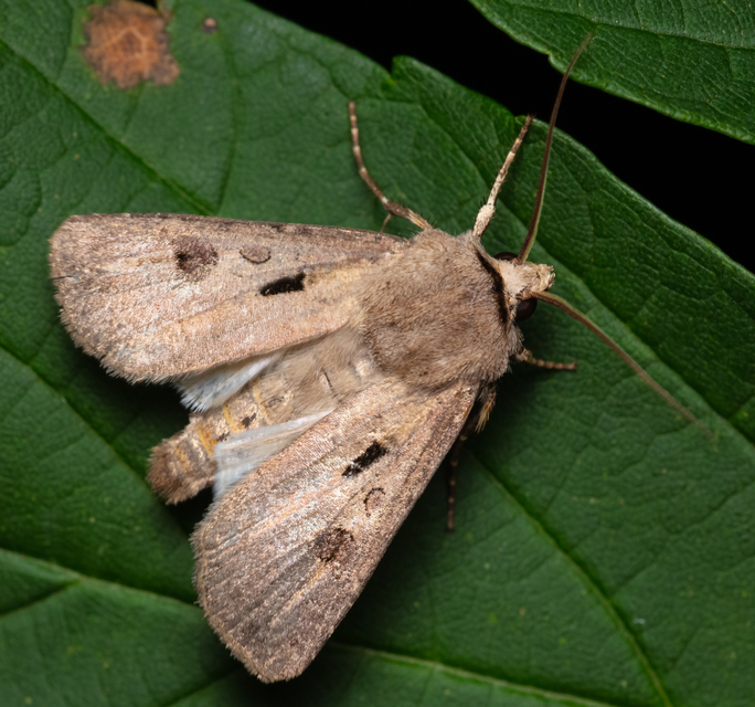 Agrotis exclamationis - felkiáltójeles földibagoly