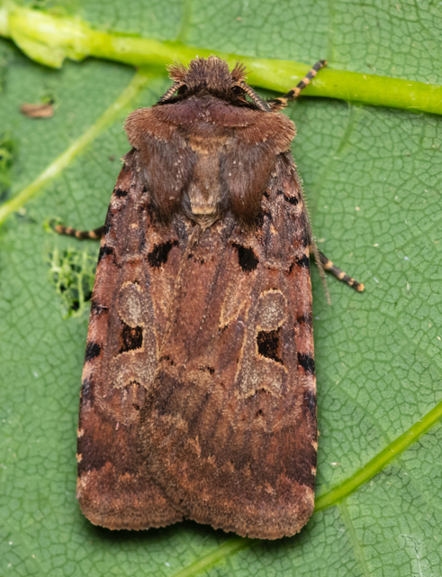 Chersotis rectangula - barna földibagoly