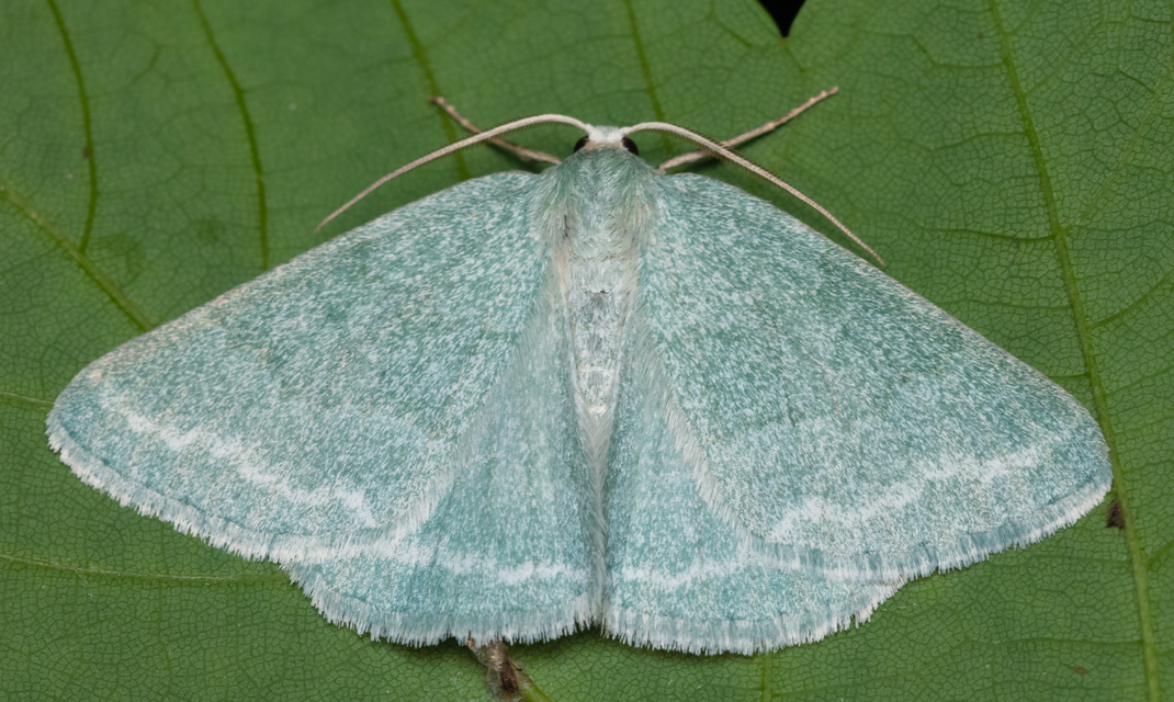 Pseudoterpna pruinata - hamvas zöldaraszoló
