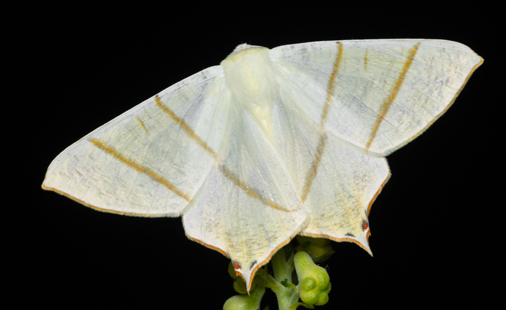 Ourapteryx sambucaria - fecskefarkú araszoló