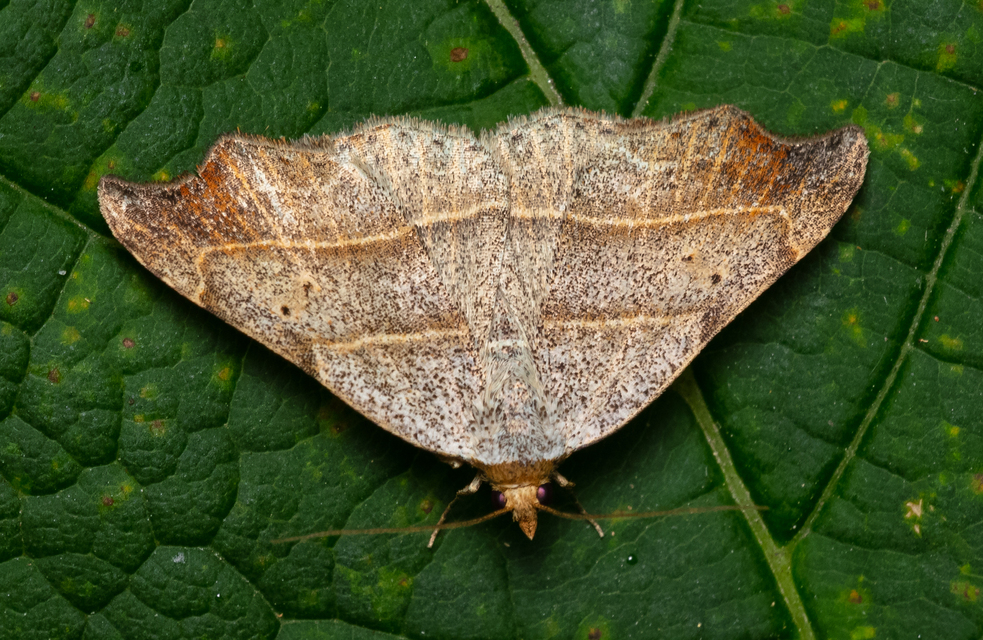 Laspeyria flexula - zuzmóbagoly