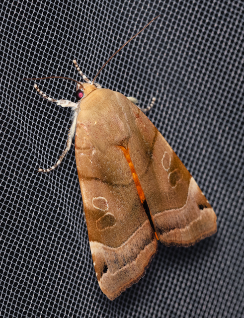 Noctua fimbriata - szélessávú sárgafűbagoly