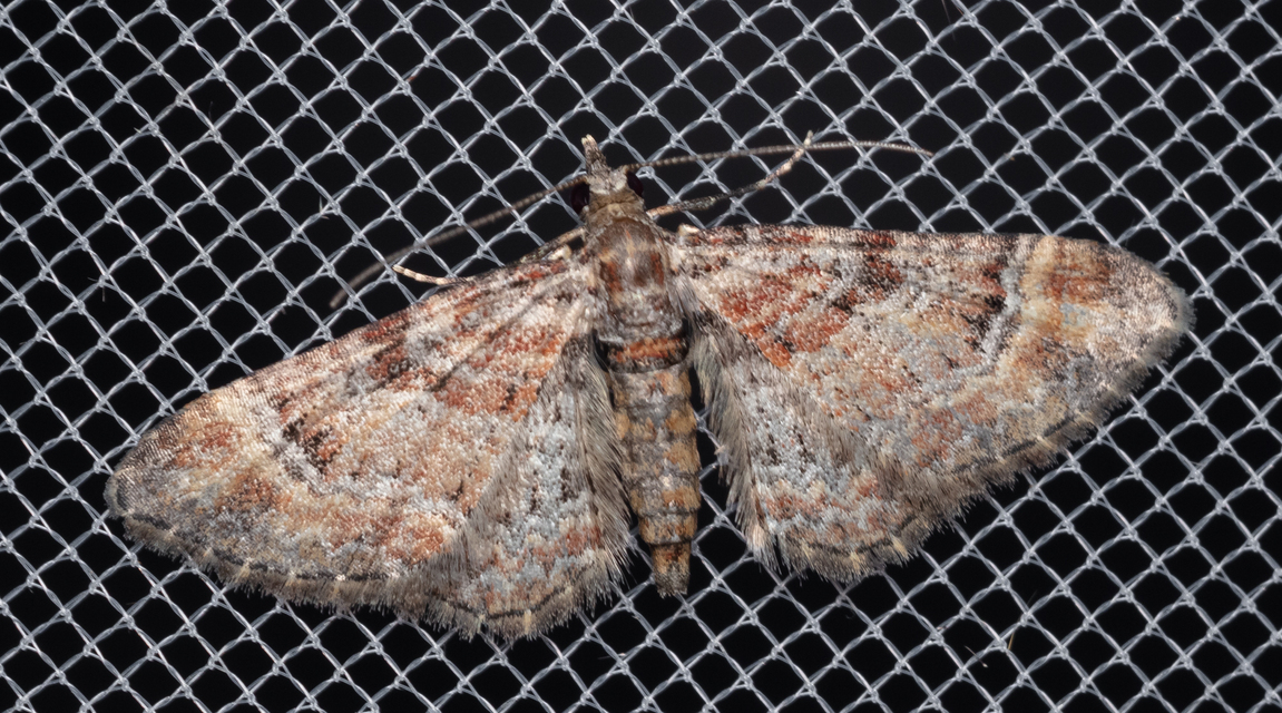 Gymnoscelis rufifasciata - vöröscsíkos törpearaszoló