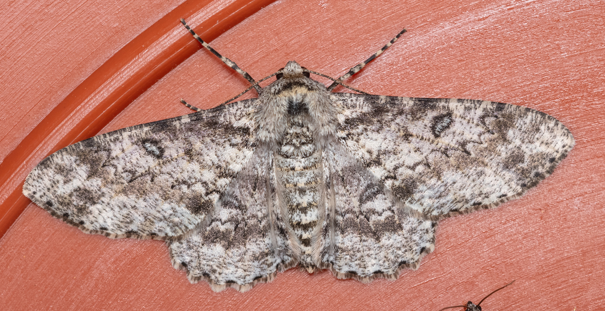 Ascotis selenaria - holdas faaraszoló
