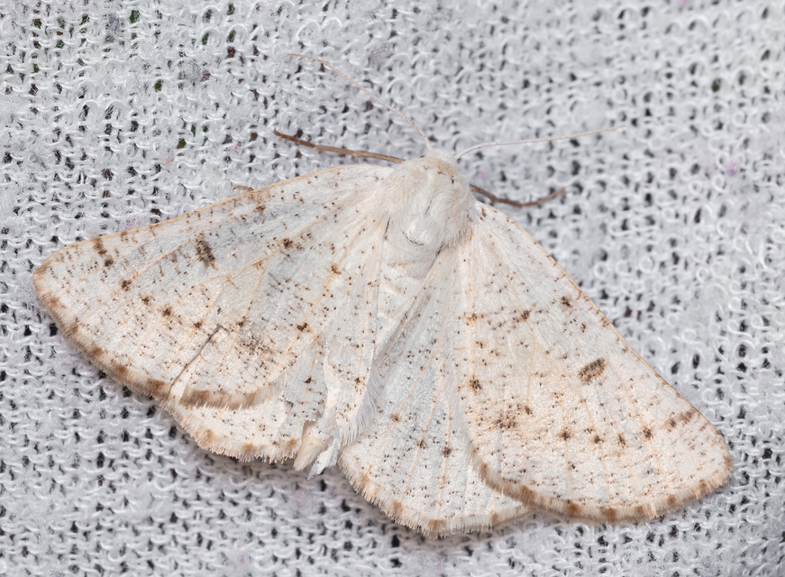 Dyscia conspersaria - sziklaüröm-araszoló