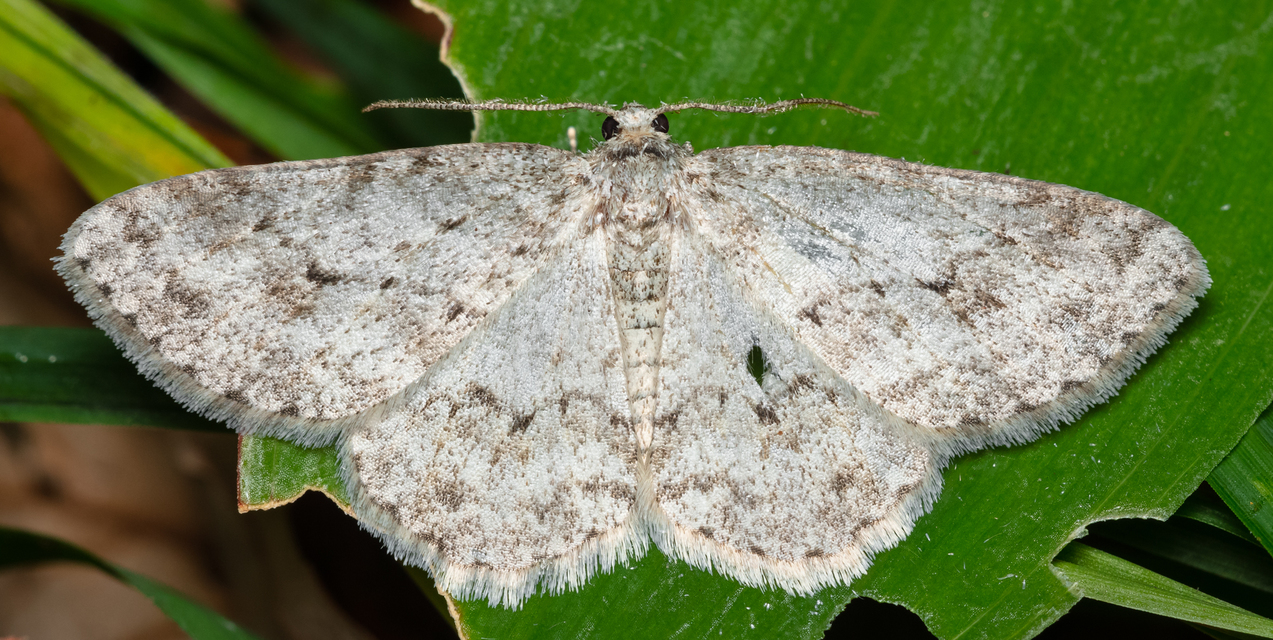 Ectropis crepuscularia - avararaszoló