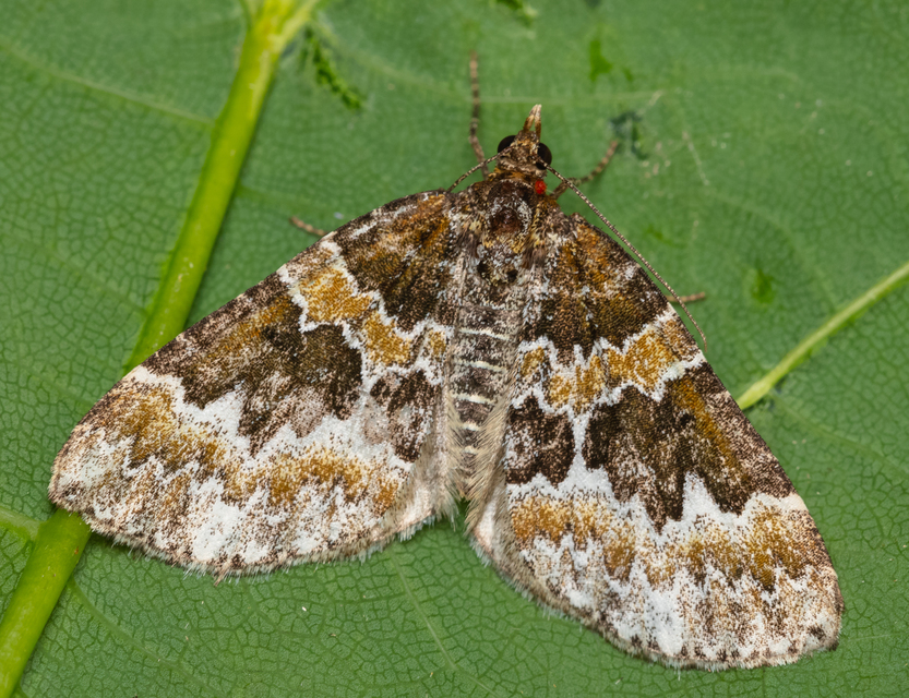 Electrophaes corylata - mogyoró-araszoló