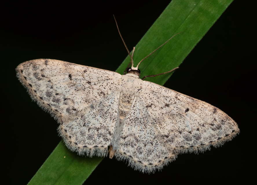 Scopula marginepunctata - pettyes sávosaraszoló