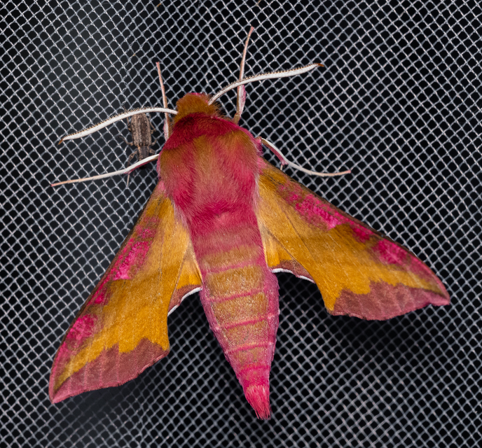 Deilephila porcellus - piros szender