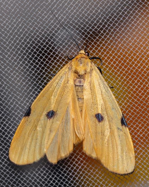Lithosia quadra - négypettyes zuzmószövő