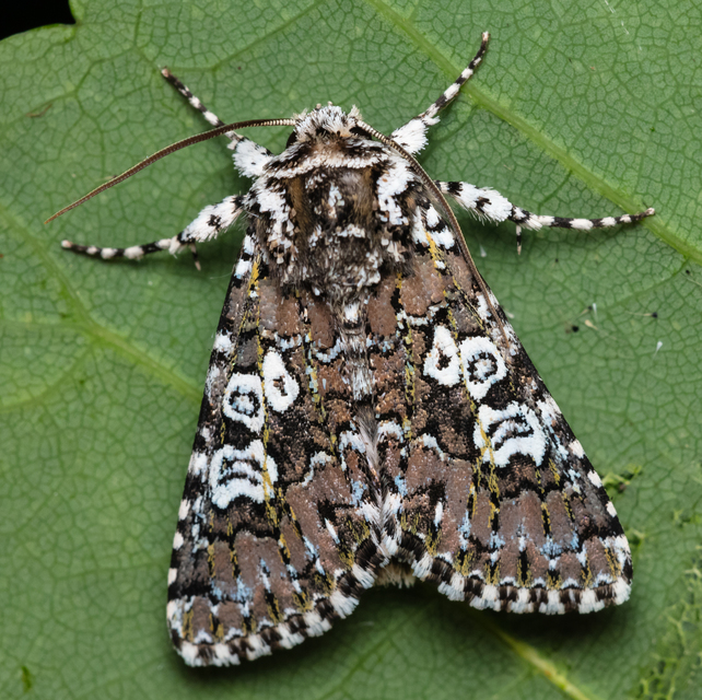Lamprosticta culta - hármasfoltú bagoly