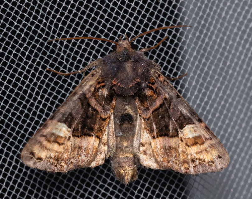 Euplexia lucipara - szeder-csipkésbagoly