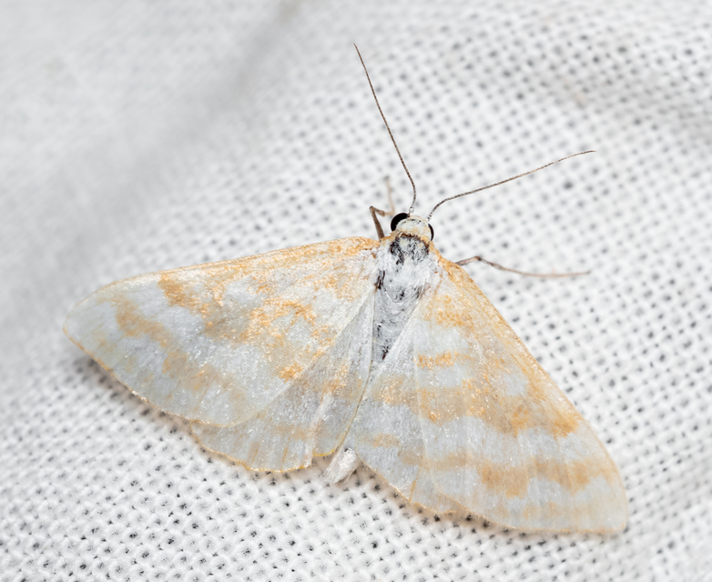 Idaea sericeata - selymes sávosaraszoló
