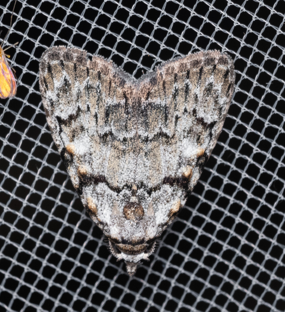 Meganola strigula - hamvas pamacsosszövő