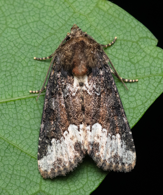 Oligia strigilis - kormos dudvabagoly