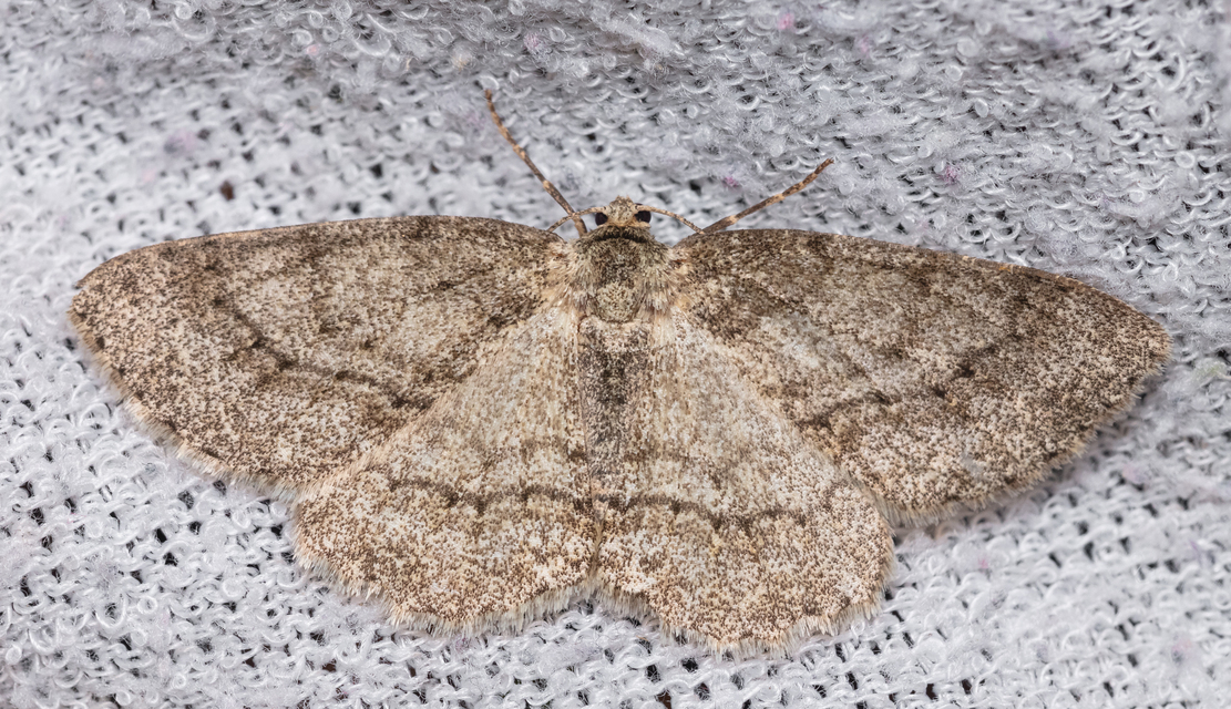 Ectropis crepuscularia - avararaszoló
