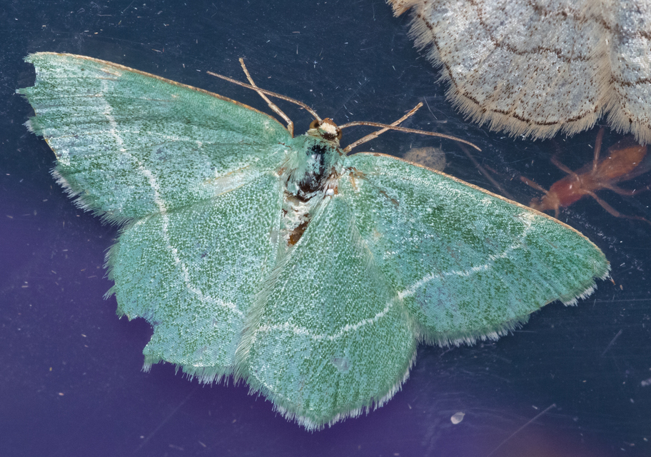 Chlorissa cloraria - sárgászöld araszoló