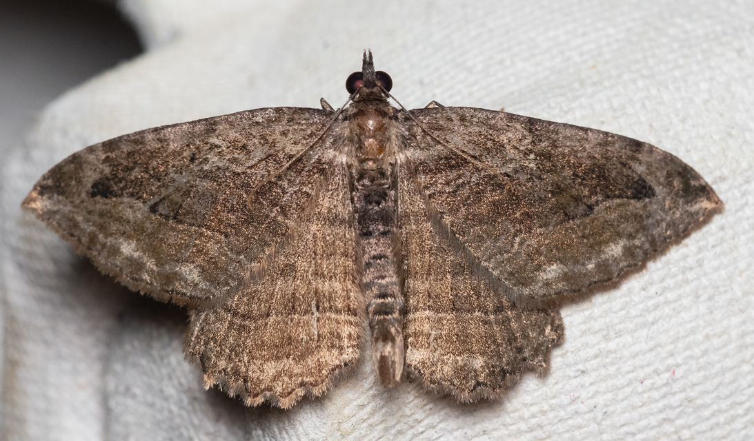 Philereme transversata - varjútövis-araszoló