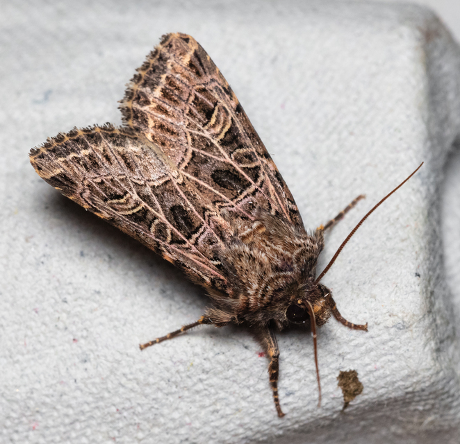 Heliophobus reticulata - fehéreres kertibagoly