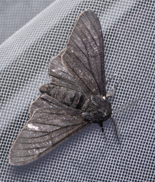Biston betularia - szürkepettyes araszoló