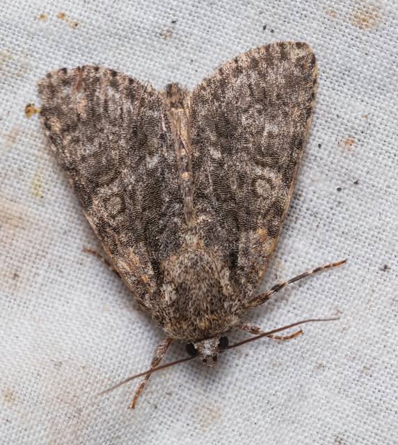 Acronicta rumicis - sóska-szigonyosbagoly