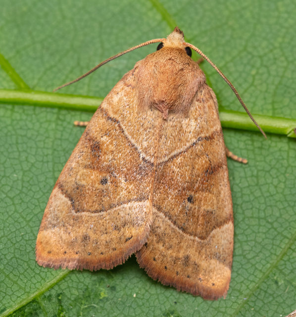 Cosmia trapezina - közönséges lombbagoly