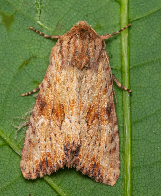 Apamea sublustris - sárgás dudvabagoly
