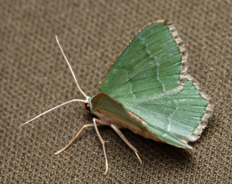 Hemithea aestivaria - nyír-zöldaraszoló