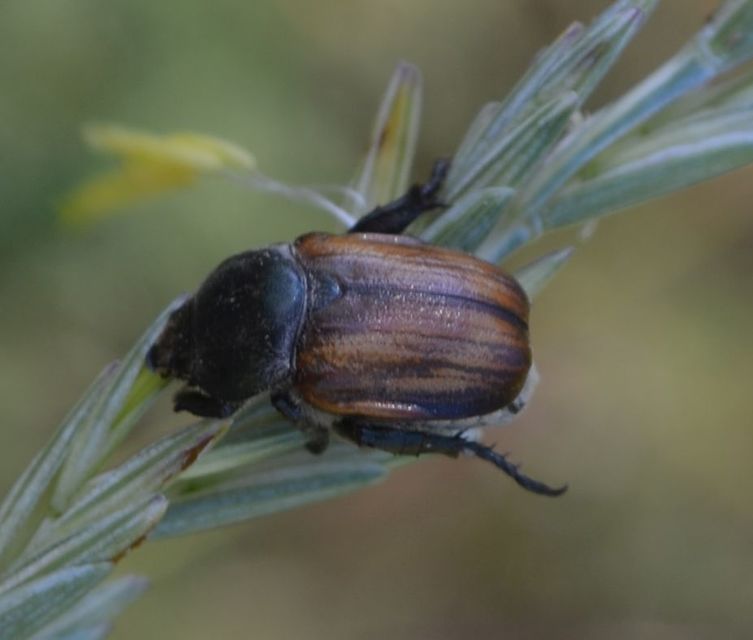 Anisoplia tempestiva - gabonaszipoly