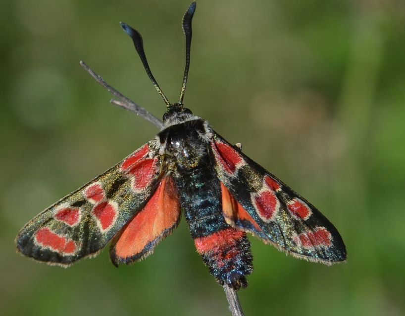 Zygaena carniolica - fehérgyűrűs csüngőlepke