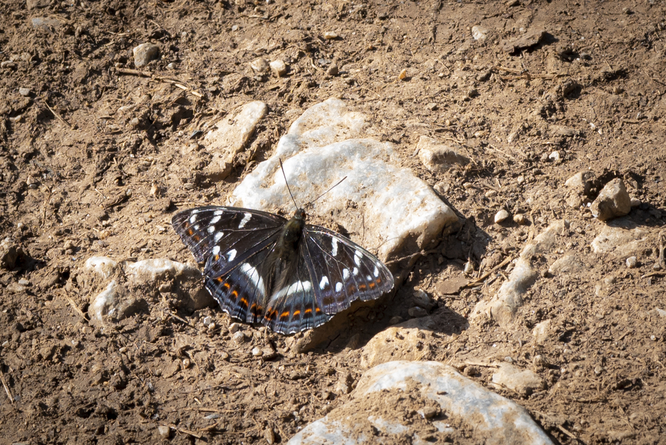 Limenitis populi - nagy nyárfalepke